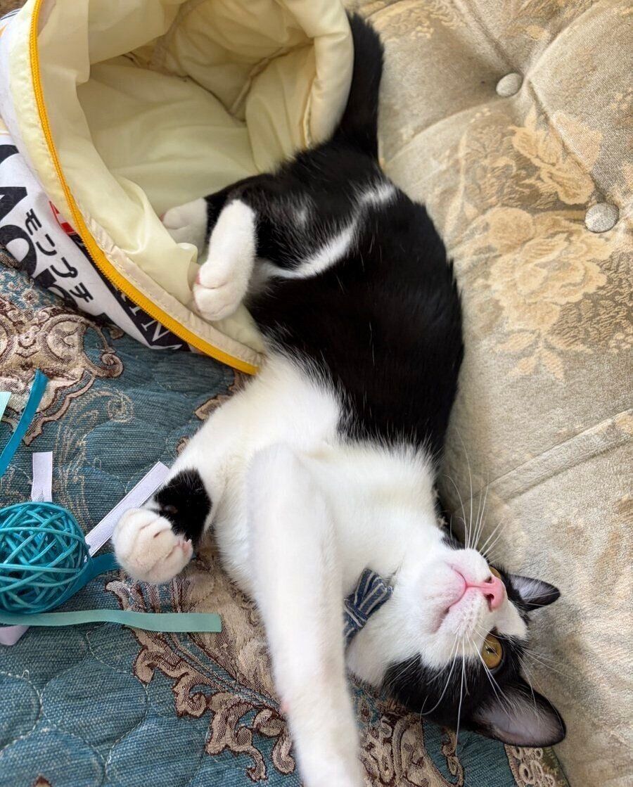 ソファの上に寝転がるもずくくん