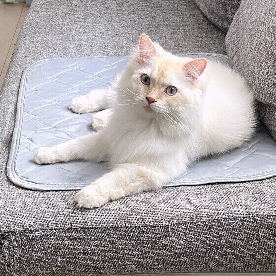 冷たいマットに寝転ぶサイベリアン