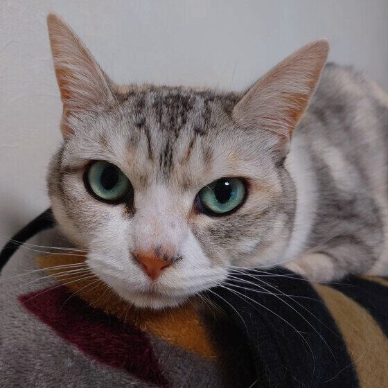正面を見つめるサバトラ猫