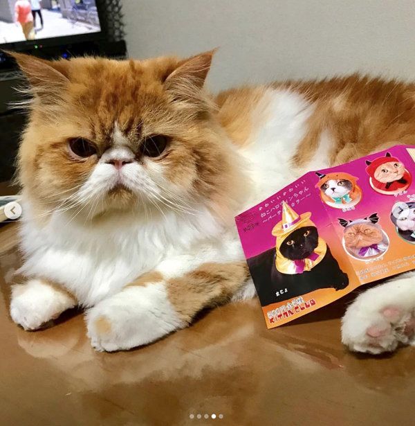 かわいい かわいい ねこハロウィンちゃん