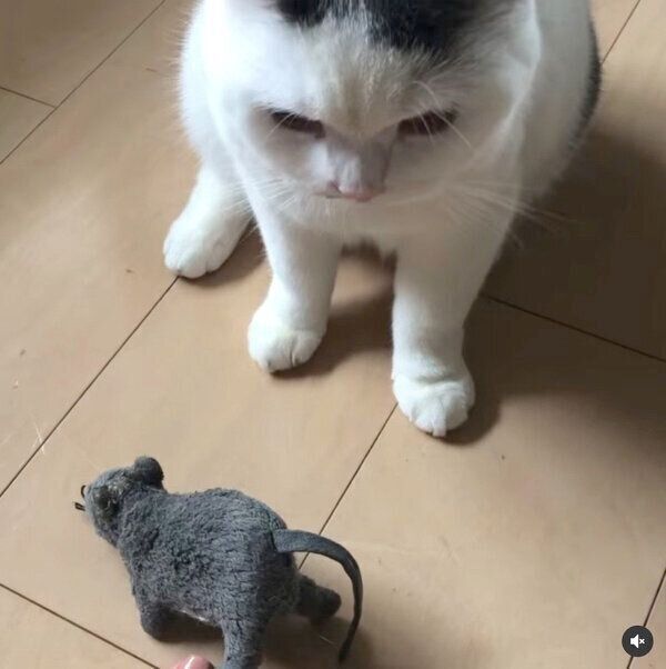 ネズミのぬいぐるみを飼い主さんにプレゼントするカツヲくん