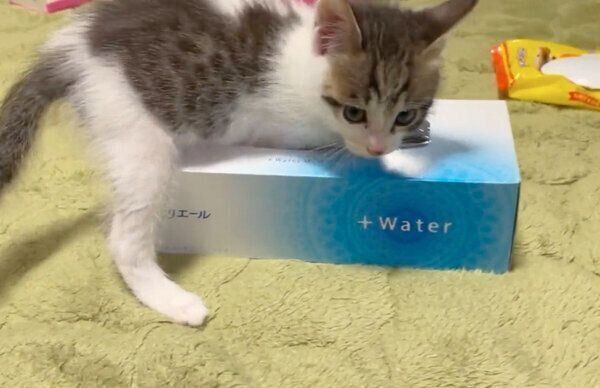 ティッシュ箱で遊ぶ柚子もちくん
