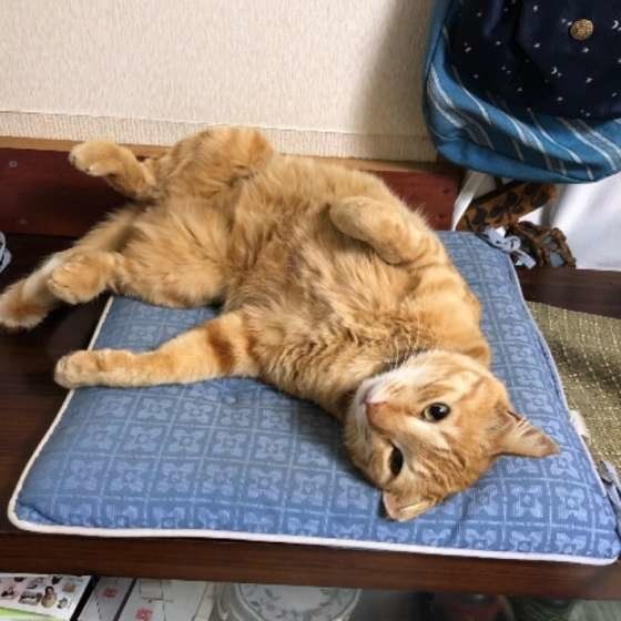 お腹を見せる猫