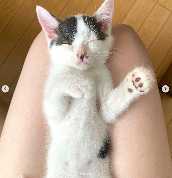 気持ちよさそうに眠るききちくん