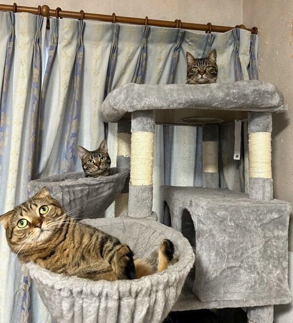 キャットタワーでくつろぐ猫たち