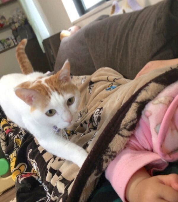 飼い主さんの顔のほうにやってきたむぎちゃん