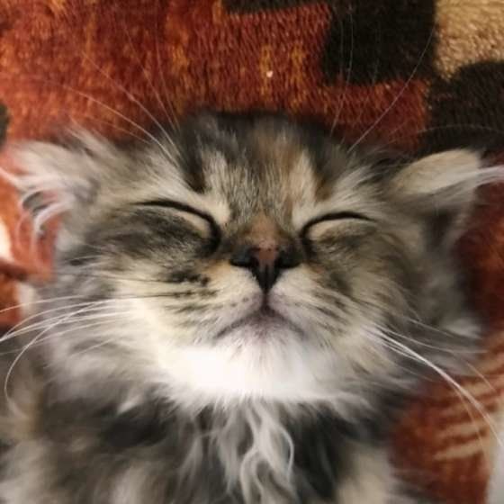 気持ちよさそうに眠るスコティッシュフォールド