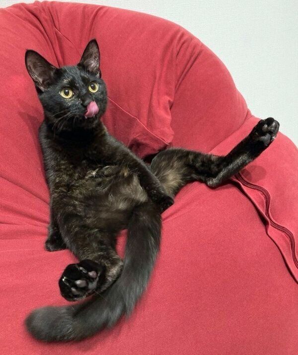 くつろぐもちちゃん