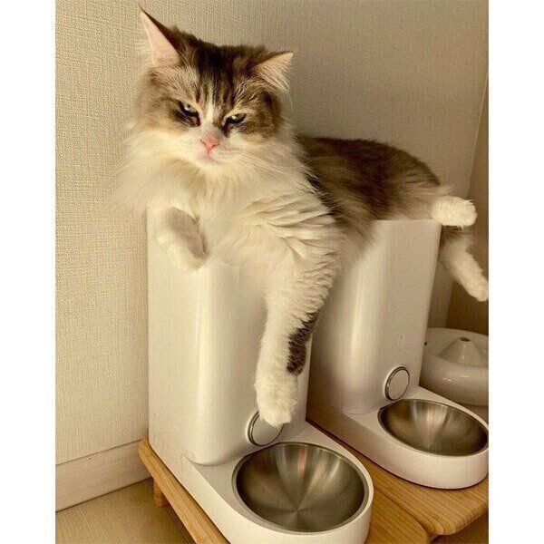 ごはんの催促をするみぬ太郎くん