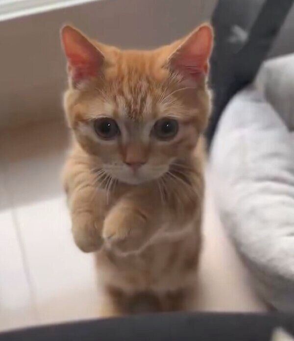 「招き猫」のにじゅうまるくん