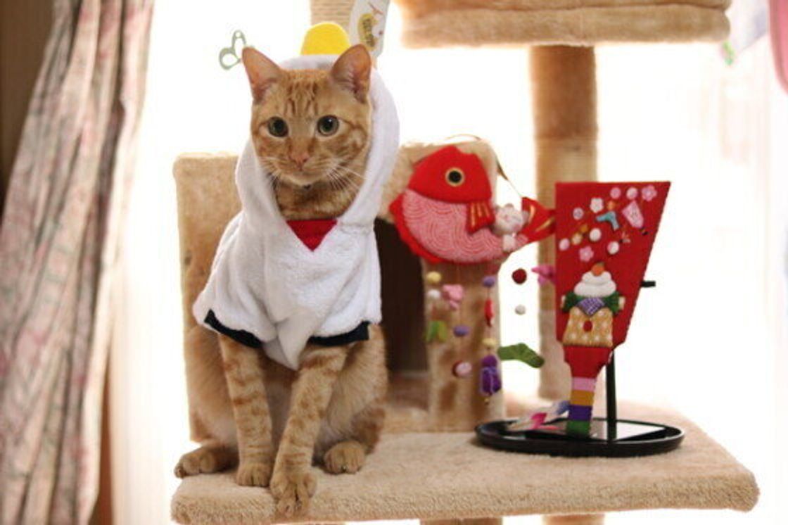 猫にとっては危険がいっぱい 猫が誤食しやすい お正月関連のモノ ねこのきもちweb Magazine 猫にとっては危険がいっぱい 猫が誤食しやすい お正月関連のモノ ねこのきもちweb Magazine