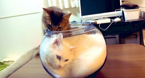 雪之丞ちゃんと雨くん