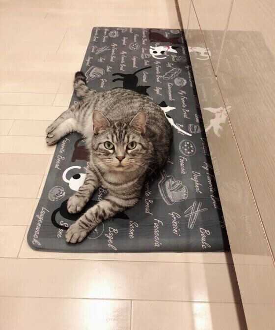 マットでくつろぐマンチカンのレオちゃん