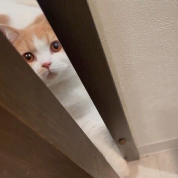 ドアの隙間から覗き込むかんきちくん