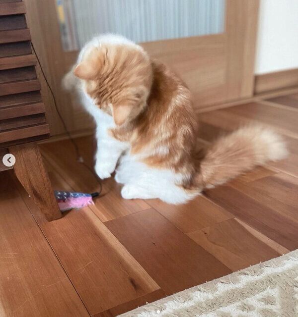 2本足で立って猫じゃらしを見つめるなぎちゃん