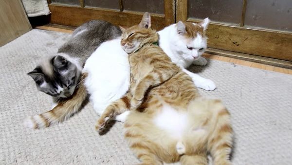 猫枕する猫たち