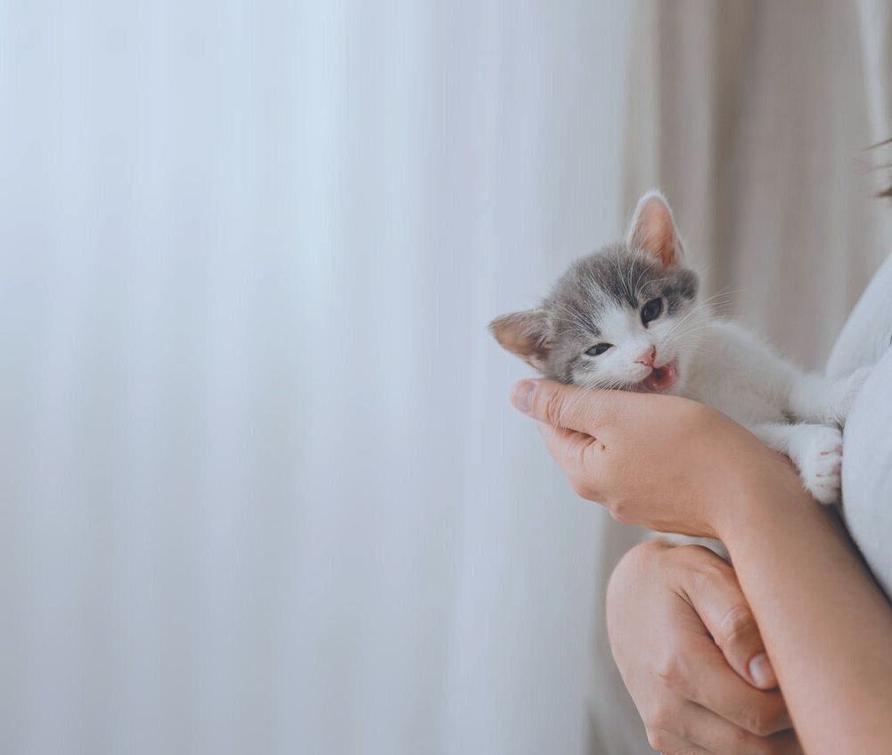 写真／ストックフォト