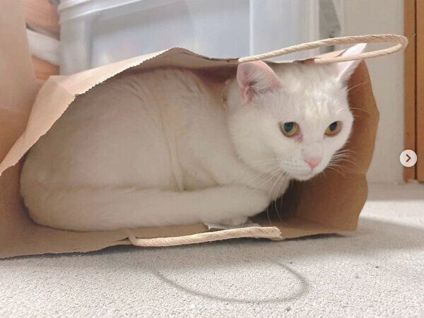紙袋の中に入るむぎちゃん
