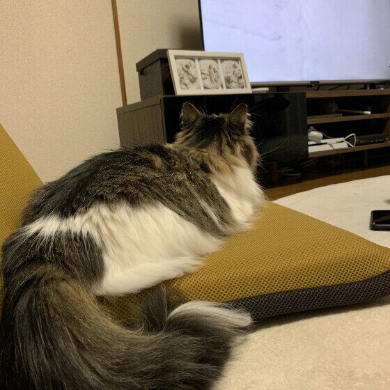 テレビを見るマンチカン・ロングヘア