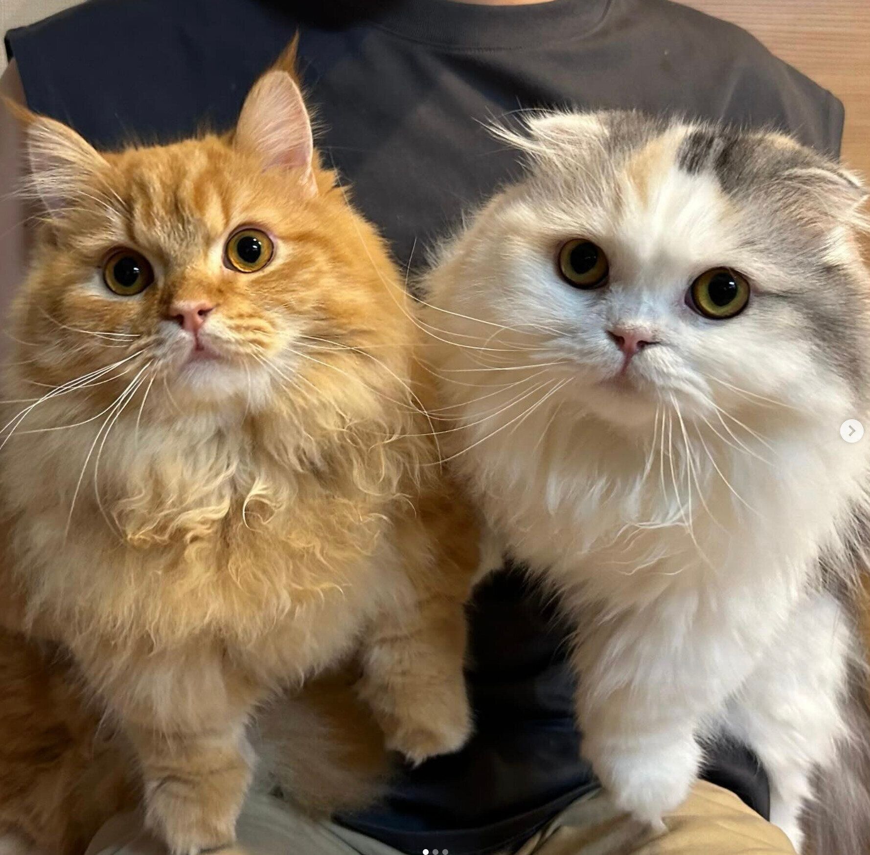 抱っこされるラテちゃん、チャイくん