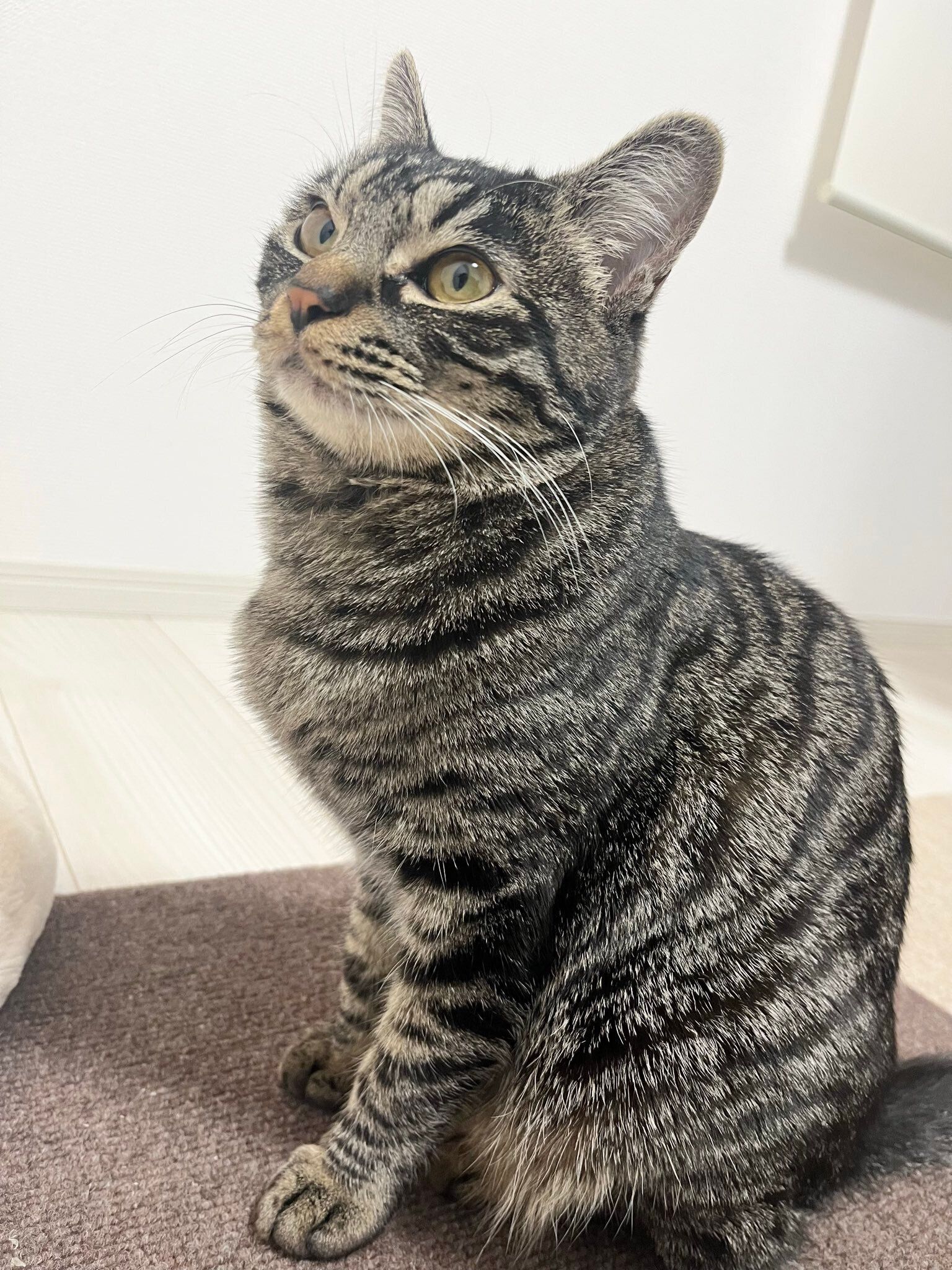 遊んでほしい様子の猫