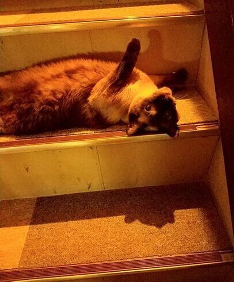 猫が階段と同化する夜 ぜっっったいに動かない猫と 動じない家族 連載 ねこ連れ草 191話め ねこのきもちweb Magazine 猫が階段と同化する夜 ぜっっったいに動かない猫と 動じない家族 連載 ねこ連れ草 191話め ねこのきもちweb Magazine