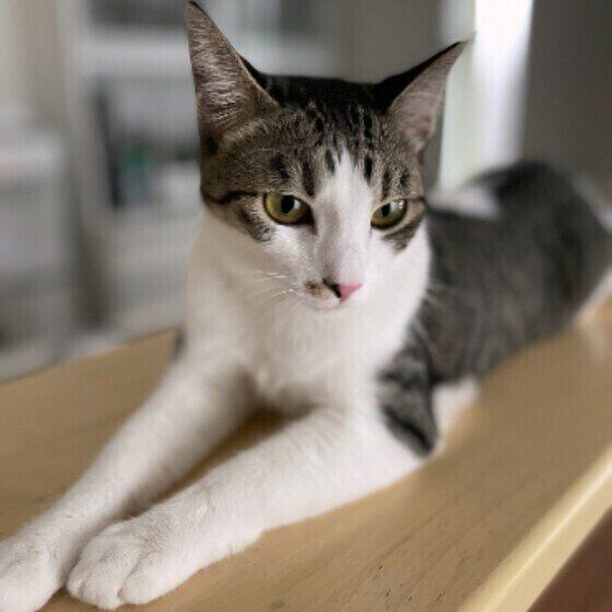 Mix（サバトラ）のきなこちゃん♪