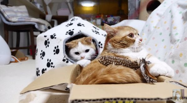 じゃらしに夢中な猫