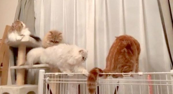 虫を観察する4匹の猫