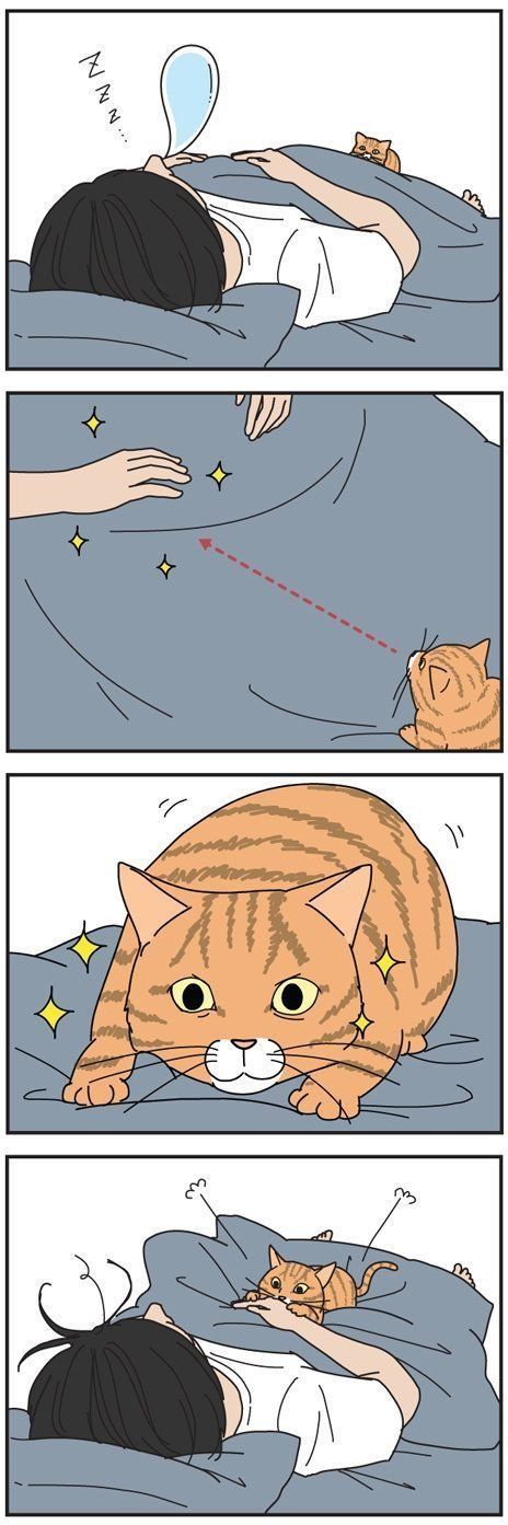 男の猫道