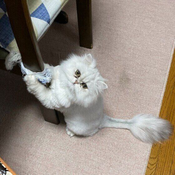 ペルシャのあいちゃん♪