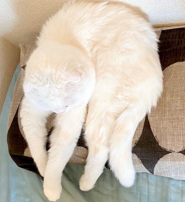 謎の座り方をするむくちゃん