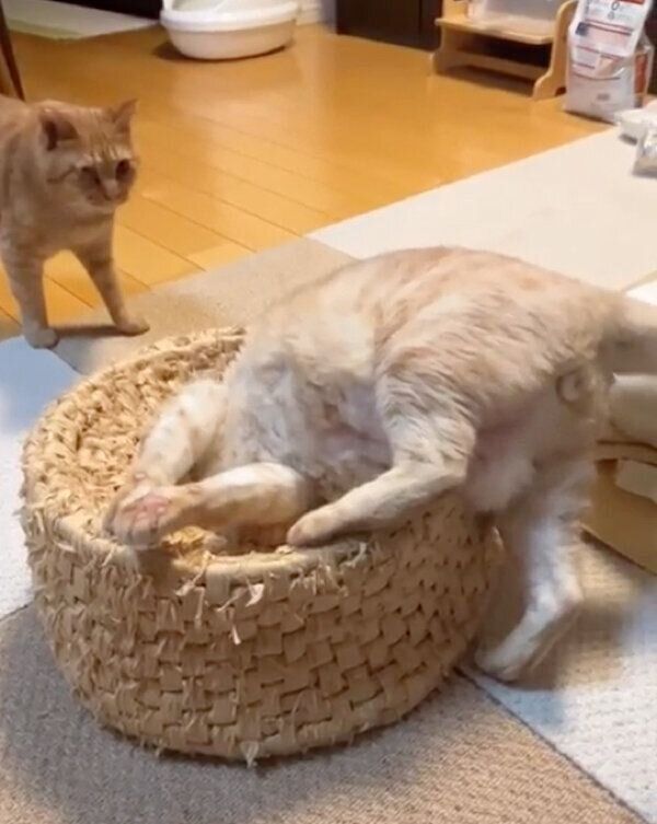 壺に頭を突っ込みながら遊ぶにゃーにゃくんと、心配そうにその様子を見つめるサンちゃん