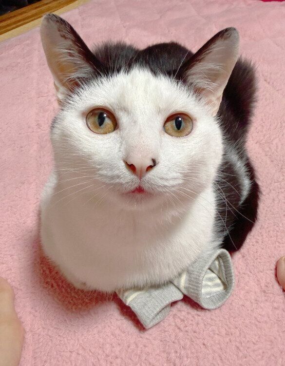 飼い主の靴下の上で香箱座りをする猫