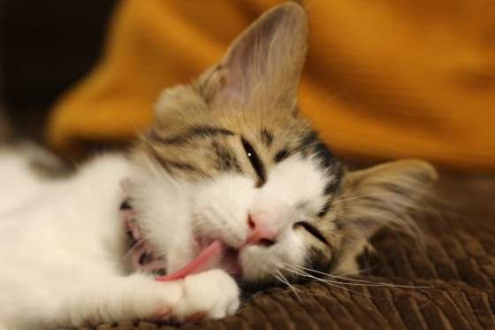 前足をなめる子猫