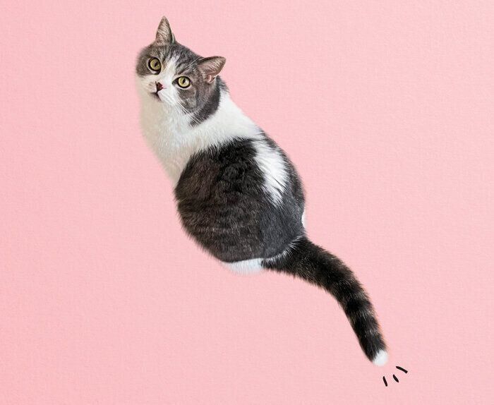 キャンドルテールをもった猫