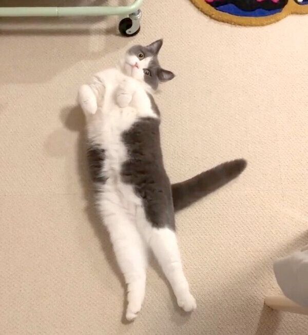 くつろぐおもちちゃん