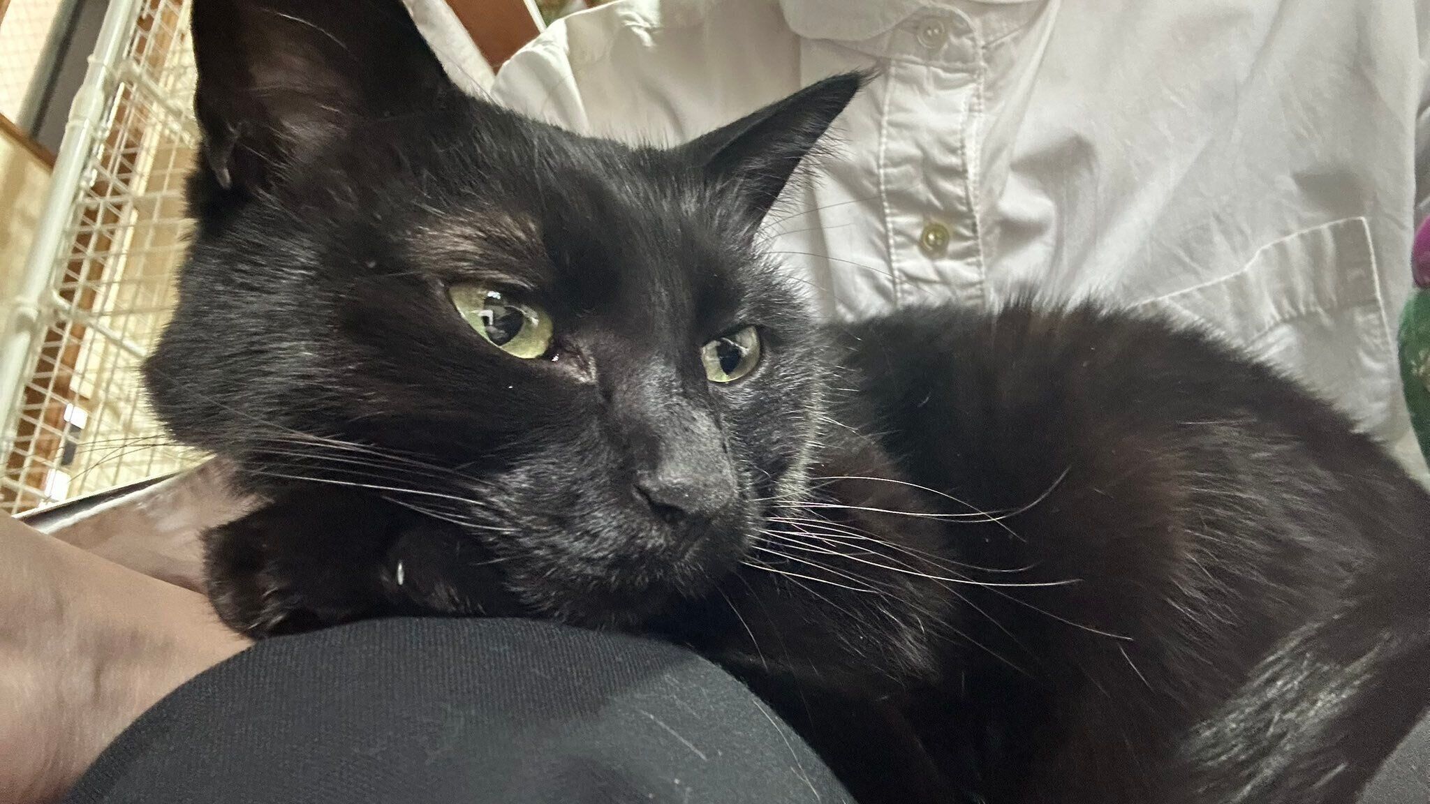 飼い主に甘える猫