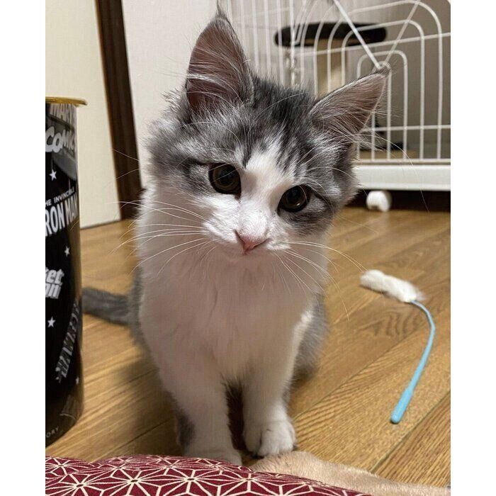 家族に迎えたばかりのころのまるるちゃん。