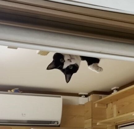 天井から顔をのぞかせる猫