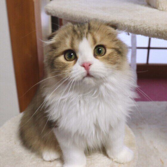 見つめるスコティッシュフォールド・ロングヘア