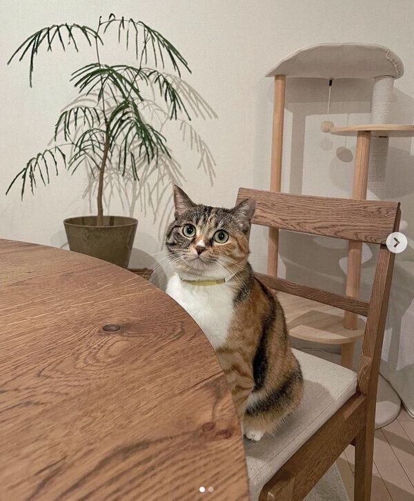 イスに座るみそちゃん