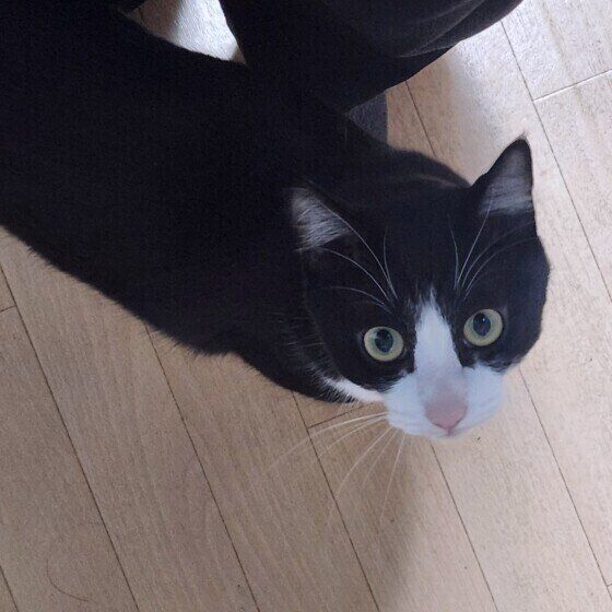 足元を歩く黒白猫