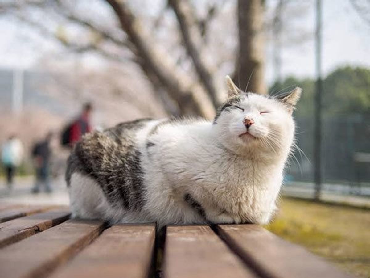 よく野良猫があとをついてくる なぜ 好かれやすい人の特徴4つ ねこのきもちweb Magazine よく野良猫があとをついてくる なぜ 好かれやすい人の特徴4つ ねこのきもちweb Magazine