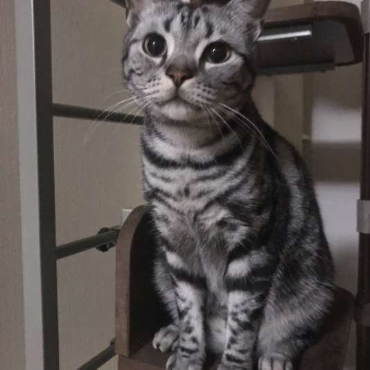 シルバー・クラシックタビーのアメリカンショートヘア