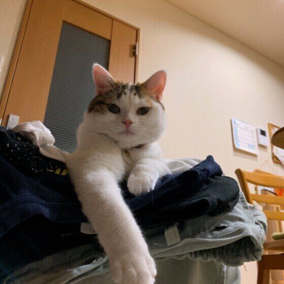 スコティッシュフォールドのかげちよちゃん