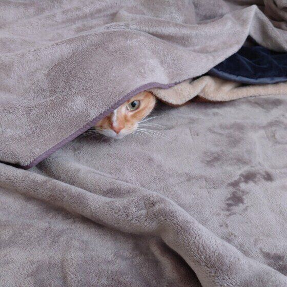 たびくん（マンチカン）