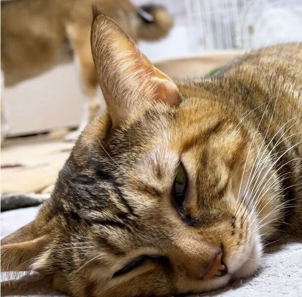 眠そうなリタちゃん