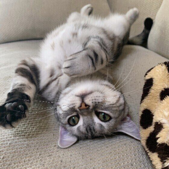 寝転がるアメリカンショートヘア