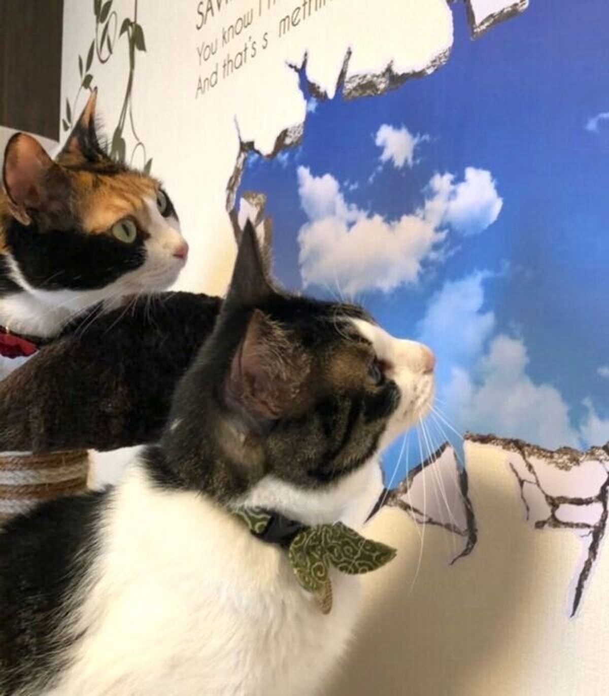 イタズラをした猫にドッキリを敢行したら 想像以上のリアクションに反響 ねこのきもちweb Magazine イタズラをした猫にドッキリを敢行したら 想像以上のリアクションに反響 ねこのきもちweb Magazine